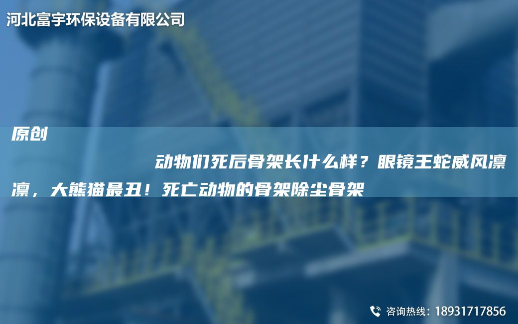 原创
            动物们死后骨架长什么样？眼镜王蛇威风凛凛，大熊猫最丑！死亡动物的骨架除尘骨架