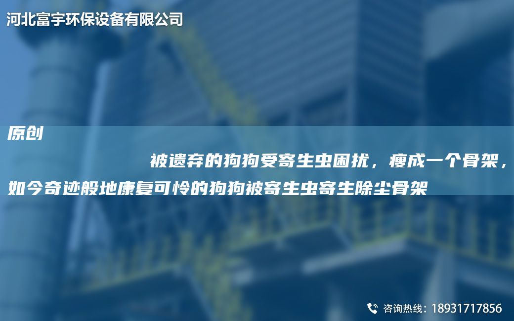 原创
            被遗弃的狗狗受寄生虫困扰，瘦成一个骨架，如今奇迹般地康复可怜的狗狗被寄生虫寄生除尘骨架